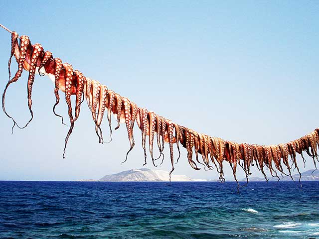 Squids drying on Nisyros - North Dodecanese blue voyage