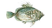 John Dory - Petersfisch