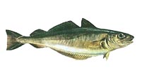 Whiting - Wittling