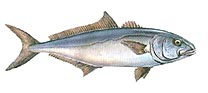 Meagre - Adlerfisch